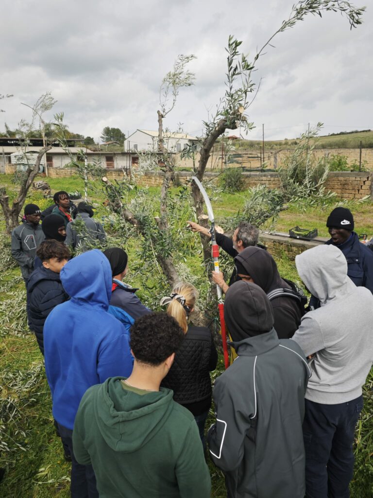 potatura dell'ulivo